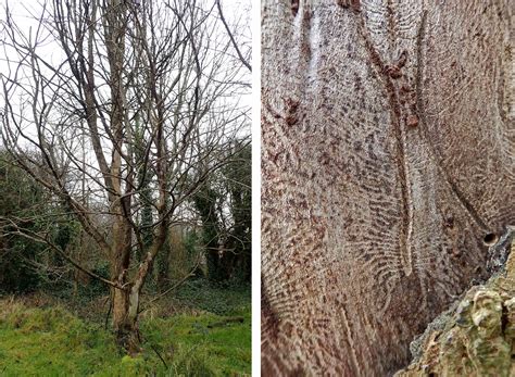 Elm bark beetle | earthstar