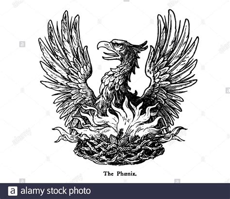 Phoenix Rising From The Ashes Hi Res Stock Photography And Images Alamy