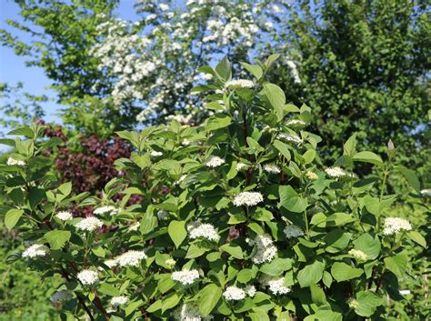 Tatarischer Hartriegel Wei Er Hartriegel Cornus Alba Baumschule