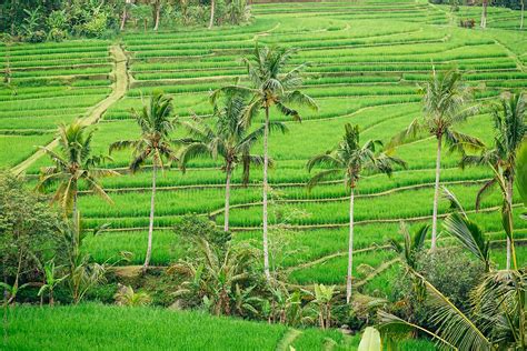 Jatiluwih Rice Fields In Bali By Stocksy Contributor Marko Stocksy