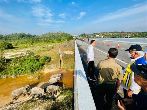 Terowongan Gajah Di Riau Jadi Satu Satunya Di Dunia