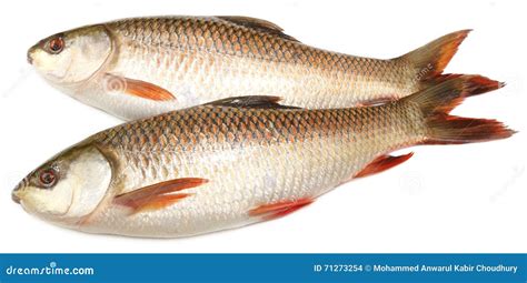 Popular Rohu Or Rohit Fish Of Indian Subcontinent Stock Photo Image