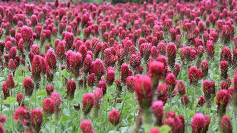 Beautiful Crimson Clover Field Moving In The Wind Stock Footage Video