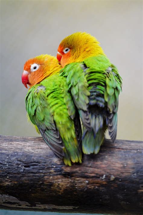 Lovebirds, parrots, birds, pair, colorful, HD phone wallpaper | Peakpx