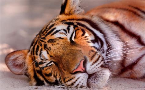 Sleeping Tiger wallpaper | nature and landscape | Wallpaper Better