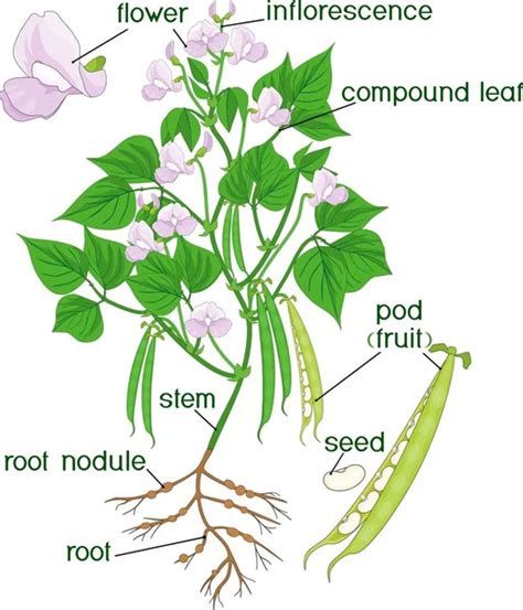 Planta de frijol Imágenes Vectoriales Gráfico Vectorial de Planta de