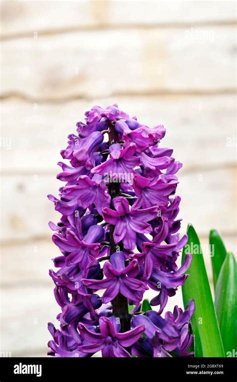 Hyacinth Purple Sensation A Hyacinth Orientalis Variety That Is A