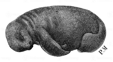 Fetus Manatees Vintage Engraving 40132056 Stock Photo At Vecteezy