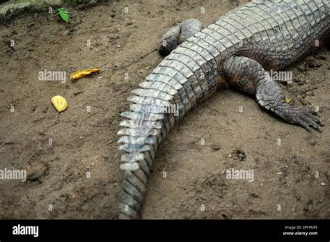 Part Of Crocodiles Body Probably A Philippine Crocodile Crocodylus