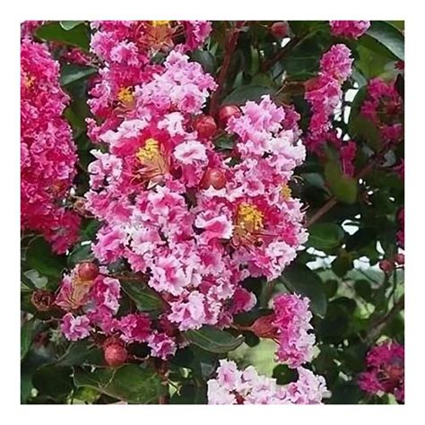 Lagerstroemia Indica Berlingot Menthe Tuinplantenonline