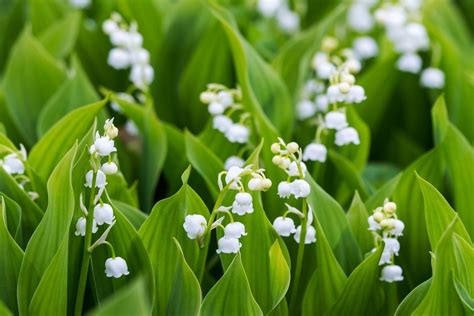 Transplanting Lily Of The Valley How To Transplant Lily Of The Valley