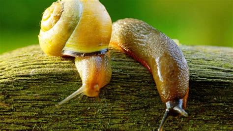 Tips On Dealing With Slugs And Snails In The Garden Handy Gnome