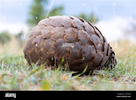 pangolin scales  res stock photography  images alamy