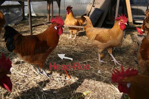 How To Deal With Roosters Chicks And Weeds Holistic Gardening With