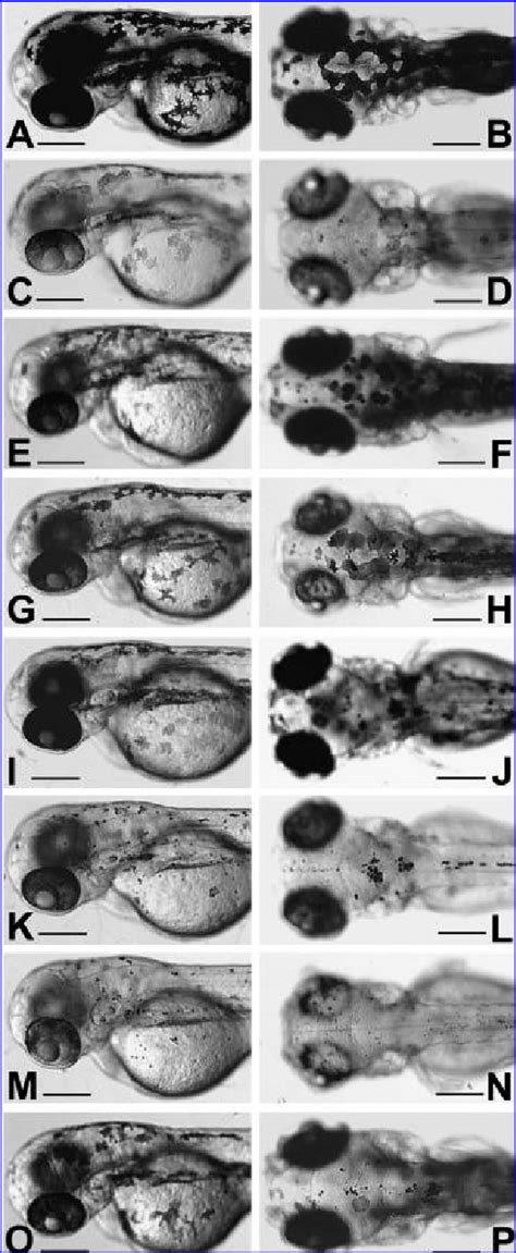 The pigment dilution phenotype in zebrafish mutants. Seven zebrafish ...