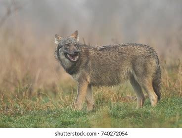 Gray Wolf Canis Lupus Stock Photo Shutterstock