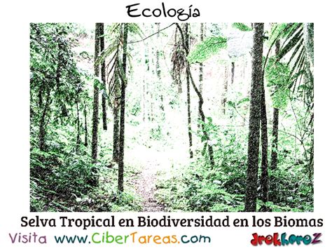 Ecologia Bosques Tropicales CiberTareas