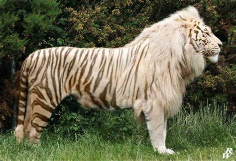 White Liger Images & Pictures - Becuo