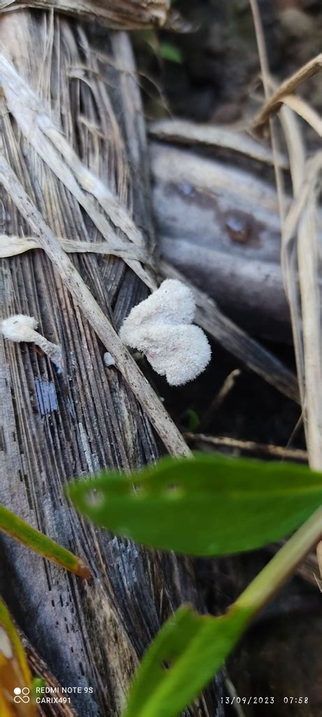 Schizophyllum From Prof Erasmo Castellanos Quinto Pe Uela Ver