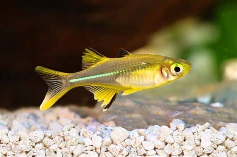 10 Different Types of Rainbowfish – Nayturr