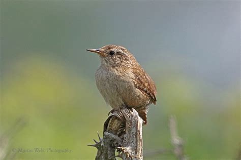 Thursday 15th June 2023 Cornwall Birds CBWPS