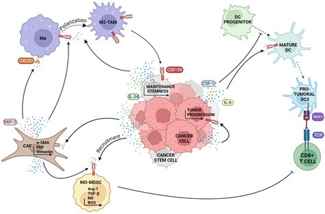 Insights Into Csf 1r Expression In The Tumor Microenvironment