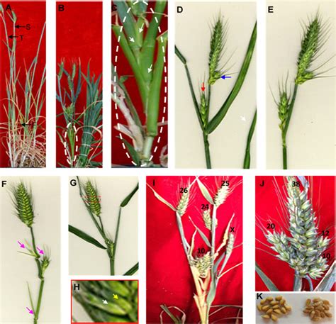 Morphology Of Wheat