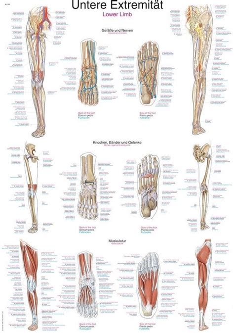 Het Menselijk Lichaam Anatomie Poster Onderste Extremiteit Papier