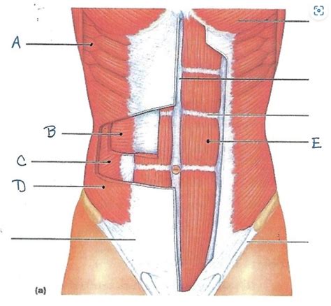 Anp 1 Abdomen Flashcards Quizlet