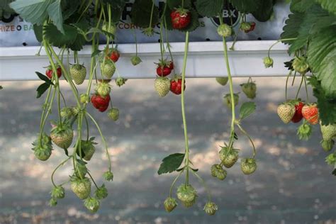 20 Common Strawberry Plant Problems How To Fix Them Solutions And Treatment