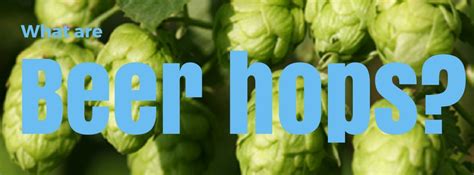 Using Hops To Bitter Beer How To Home Brew Beer