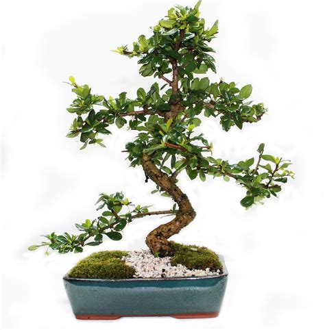 Fukien Tea Bonsai Tree Blooming White Flowers Ever