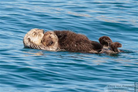 Sea Otter Mother Holds Her Pup Close — The Daily Otter