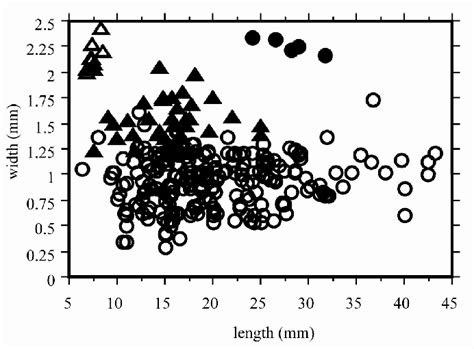 Relationships between the length and the width of the phylloclades in... | Download Scientific ...