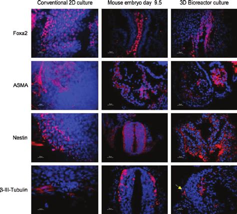 Tissue Like Structure Formation Of Mouse Embryonic Stem Cell Mesc And Download Scientific