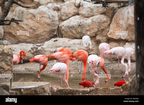 Pafos zoo hi-res stock photography and images - Alamy