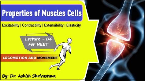 Properties Of Muscle Cells Excitability Contractility