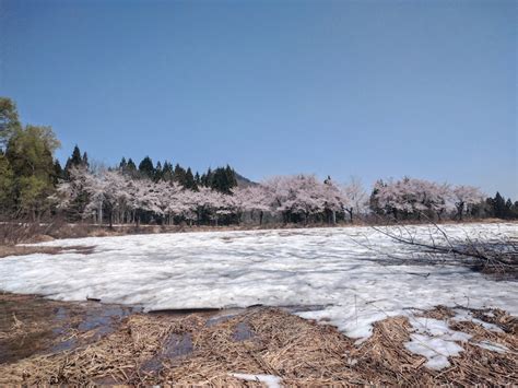 180sxの平日休み・ドライブ・新潟県中魚沼郡津南町・中子の桜・千曲川と信濃川に関するカスタム事例｜車のカスタム情報はcartune