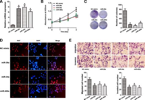 Effect Of Mir 26a Mir 34a And Mir 455 3p Mimic On Cell Progression In