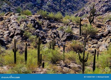 Arizona Summer In The Desert Stock Image Image Of Park Desert 126057301