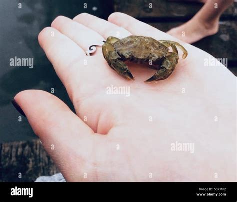 Tiny Crab In The Palm Of My Hand Stock Photo Alamy