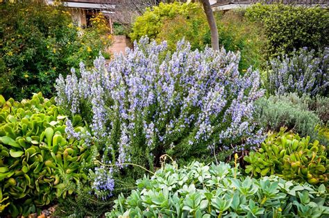 Rosmarino Coltivare La Pianta Aromatica Pi Amata In Cucina Garden Zanet