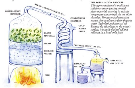 DISTILLATION OF ESSENTIAL OIL Hoang Giang Agarwood Ltd