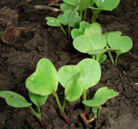 Vegetable Seedling Identification: Pictures and Descriptions | The Old ...