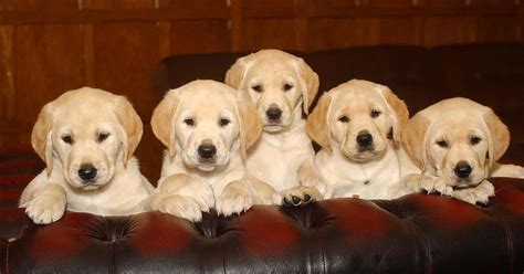 Perros Golden Retriever Beb S Precios Fotos Y Caracter Sticas