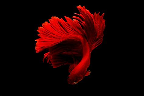 Red Betta Fish · Free Stock Photo