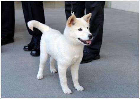 Korean Jindo - Facts, Pictures, Puppies, Personality, Price, Breeders ...