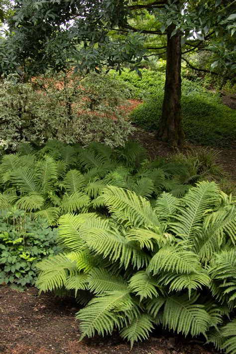 European Ostrich Fern Monrovia European Ostrich Fern Green Garden