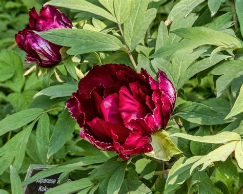 Photo Of The Bloom Of Japanese Tree Peony Paeonia X Suffruticosa