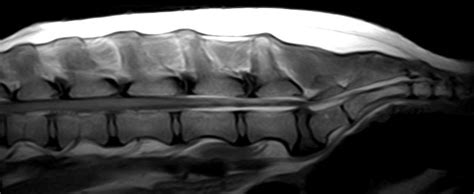 Resonancia Magn Tica En Perros Importancia Y Costo Veterinaria